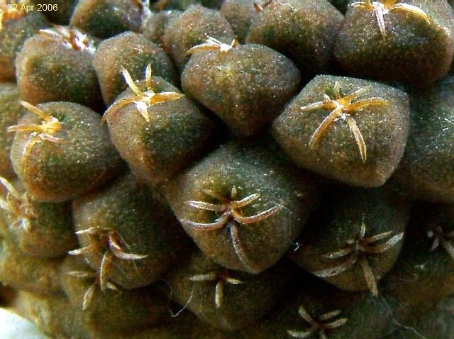 Eriosyce _napina ssp.lembckei KK103_ 06